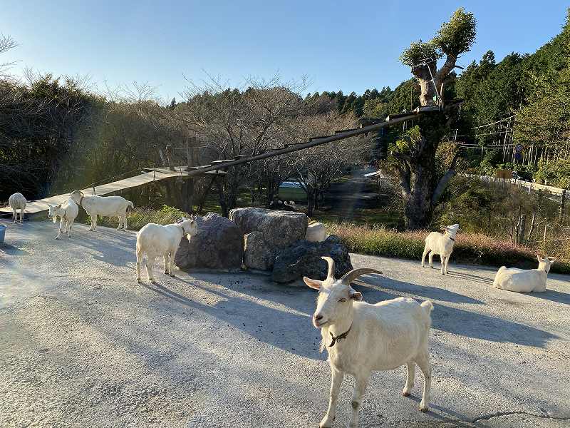 富士山ツーリングやドライブで寄りたい やぎの木登りカフェ Seamanizm